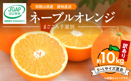 ZE6445_【2026年先行予約】和歌山県産 ネーブルオレンジ 【訳あり 家庭用】10kg サイズ混合 【まごころ手選別】