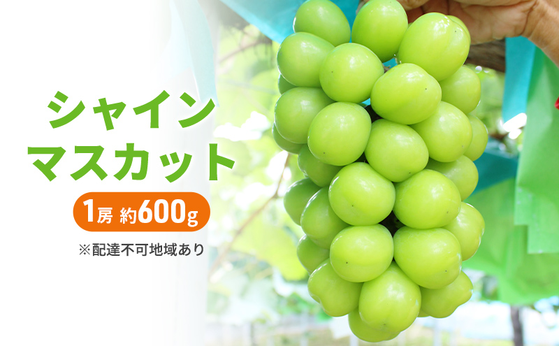 yRzԂǂ 2026N s\ VC}XJbg 1[ 600g uhE VC }XJbg  R Y t[c ʕ