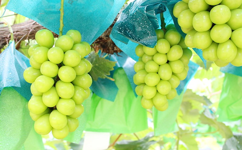 ぶどう 2026年 先行予約 シャインマスカット 1房 約600g ブドウ シャイン マスカット 葡萄 岡山 国産 フルーツ 果物