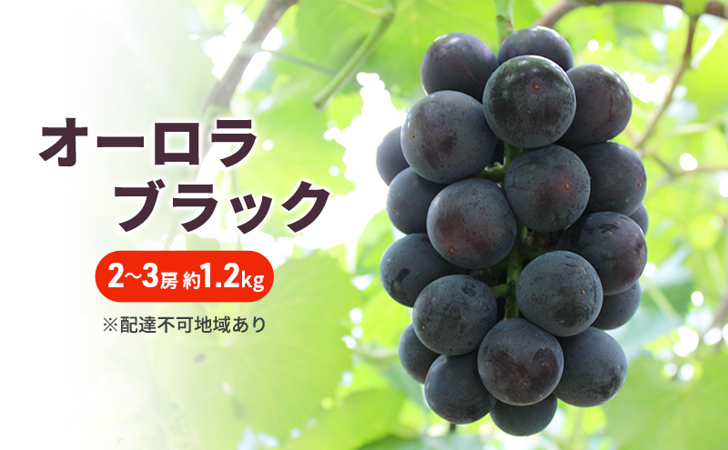 yRzԂǂ 2026N s\ I[ubN 2`3[ 1.2kg uhE  R Y t[c ʕ