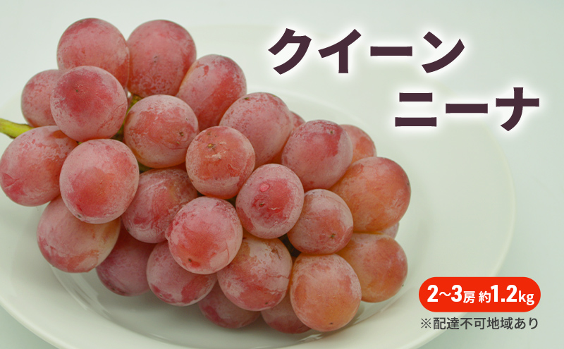 yRzԂǂ 2026N s\ NC[j[i 2`3[ 1.2kg uhE  R Y t[c ʕ