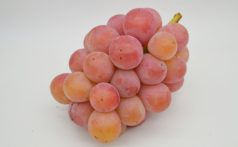 ぶどう 2026年 先行予約 クイーンニーナ 2～3房 約1.2kg ブドウ 葡萄 岡山 国産 フルーツ 果物