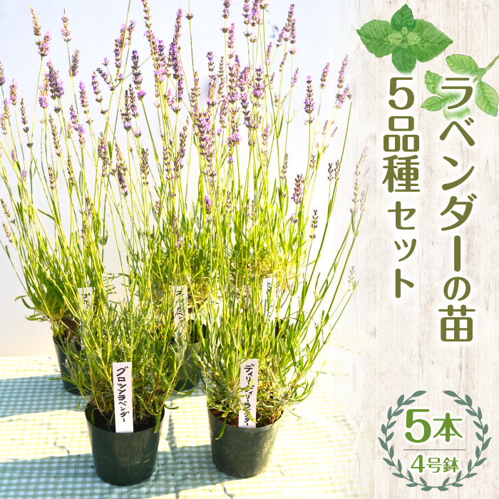 ハーブショップYOU'樹】【25年発送】ラベンダーの苗 4号鉢 5品種