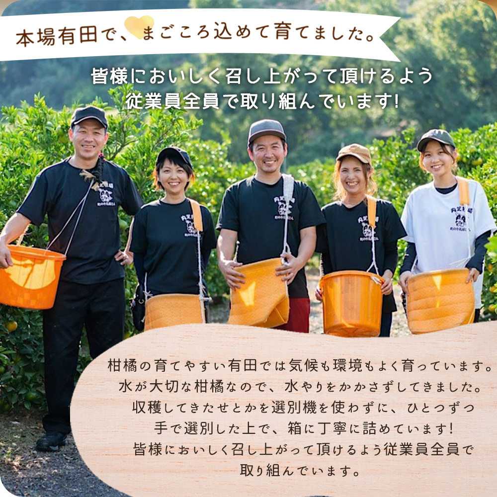 ZE6401n_【2026年先行予約】湯浅町産せとか11～15玉（M～2Lサイズ混合）化粧箱入り秀品【まごころ手選別】