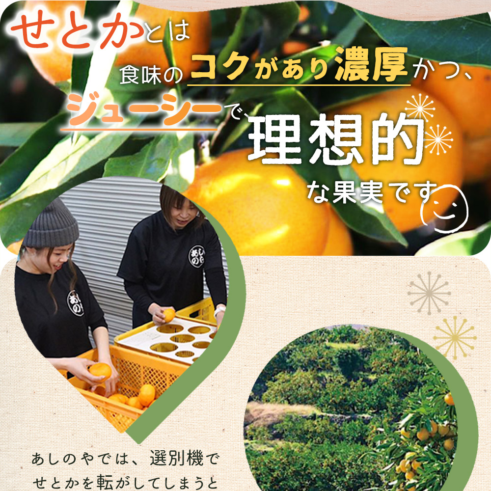 ZE6401n_【2026年先行予約】湯浅町産せとか11～15玉（M～2Lサイズ混合）化粧箱入り秀品【まごころ手選別】