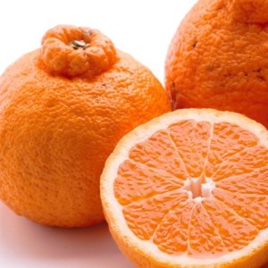 ＜2月より発送＞厳選 不知火2.5kg+250g（傷み補償分）◇【デコポンと同品種・人気の春みかん】 ※2026年2月上旬～3月下旬頃に順次発送予定 ※北海道・沖縄・離島への配送不可