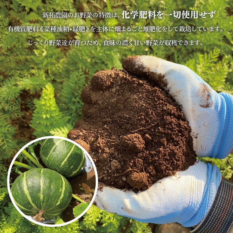 【数量限定】新拓農園のこだわり冬至かぼちゃLセット 【野菜 やさい カボチャ ほくほく 甘い おいしい パンプキン 国産 産地直送 期間限定 季節限定 茨城県 鹿嶋市】（KDC-1）