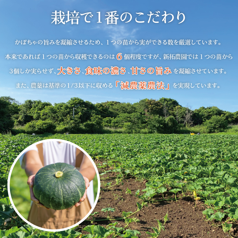 【数量限定】新拓農園のこだわり冬至かぼちゃＭセット 【野菜 やさい カボチャ 1万円以内 10000円以内 ほくほく 甘い おいしい パンプキン 国産 産地直送 期間限定 季節限定 茨城県 鹿嶋市】（KDC-2）