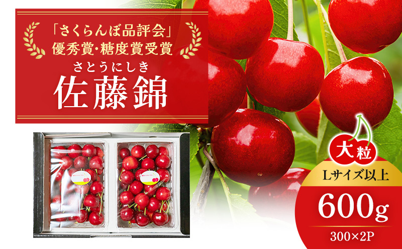 先行受付 北海道 仁木町産「匠」 さくらんぼ 【 佐藤錦 】300g×2 嶋田茂農園  サクランボ チェリー フルーツ 果物 果物類  仁木町 仁木 [嶋田茂農園匠]