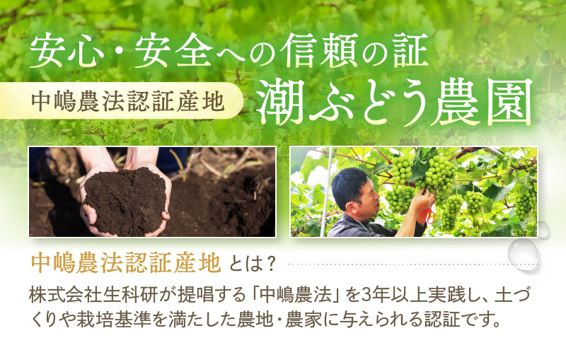 岡山県里庄町のふるさと納税 【2025年先行予約】 ぶどう 冬の贅沢 シャインマスカット 1房(700g以上)【11月27日から12月12日の期間に発送】 葡萄 ブドウ 岡山県産 フルーツ 果物 数量限定 期間限定 岡山 里庄町