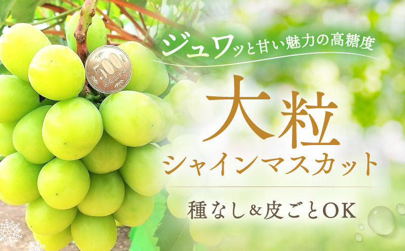 岡山県里庄町のふるさと納税 【2025年先行予約】 ぶどう 冬の贅沢 シャインマスカット 1房(700g以上)【11月27日から12月12日の期間に発送】 葡萄 ブドウ 岡山県産 フルーツ 果物 数量限定 期間限定 岡山 里庄町