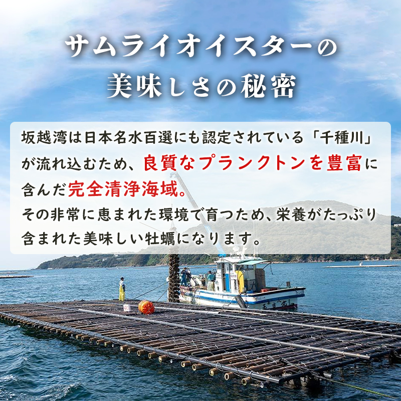 兵庫県赤穂市のふるさと納税 牡蠣 生食 坂越かき 殻付き33個【ナイフなし】サムライオイスター かき 生牡蠣 兵庫県 赤穂市 魚貝類