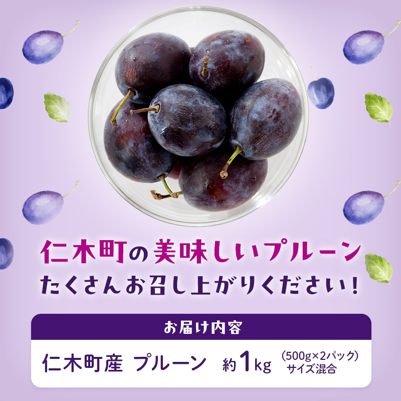 [先行受付/2026年] 仁木町の採れたて「サンプルーン」1kg（500g×2）サイズ混載 北海道 仁木 果物 くだもの フルーツ プルーン 果物詰合せ セット 高糖度 [フルーツショップ妹尾観光農園]