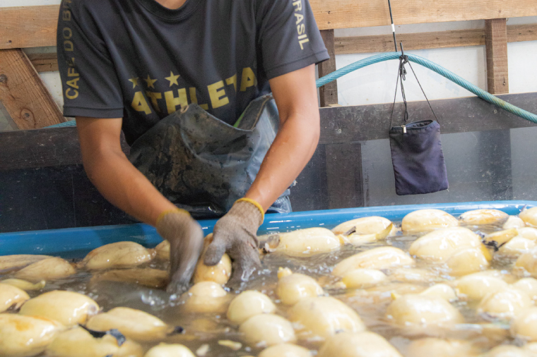 【先行予約】【セット販売】太助レンコン&蓮根肉餃子のおばけん 【2kg&40粒】【野菜 ギョーザ れんこん しゃきしゃき おいしい 食べきり 茨城県 鹿嶋市】（KBU-5）