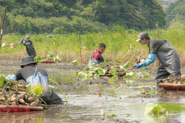 【6ヶ月定期便】蓮根肉餃子のおばけん【70粒×6回】【野菜 ギョーザ れんこん しゃきしゃき おいしい ストック 茨城県 鹿嶋市】（KBU-23）