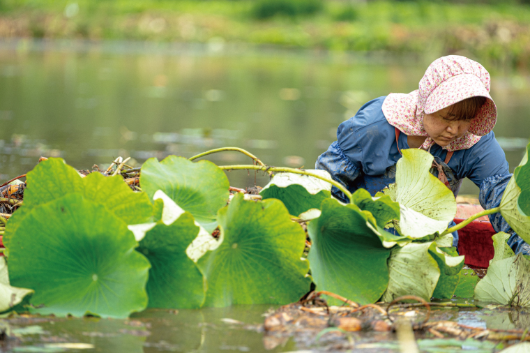 【12ヶ月定期便】蓮根肉餃子のおばけん【70粒×12回】【野菜 ギョーザ れんこん しゃきしゃき おいしい ストック 茨城県 鹿嶋市】（KBU-24）