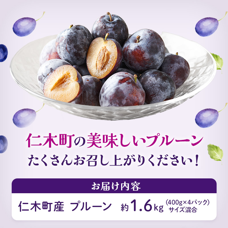 [先行受付] 【9月発送】北海道 仁木町産 おすすめプルーン1.6kg（400g×4パック） 果物類 果物 くだものフルーツ 果物詰合せ プルーン [和田農園]