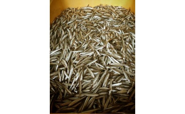 【素材の味をお楽しみください】琵琶湖産　天然わかさぎ一夜干し【D006W】