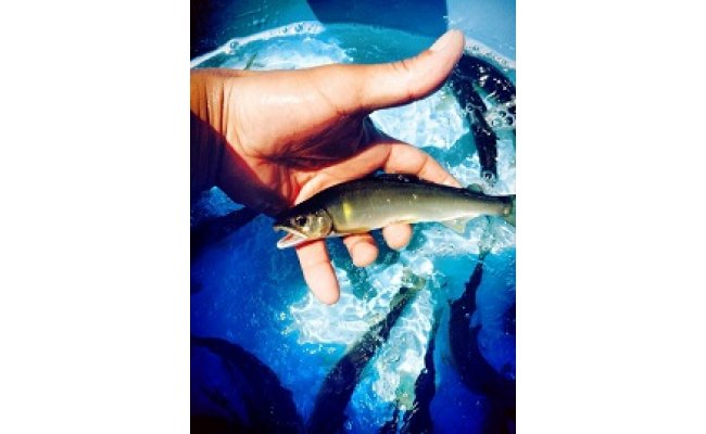 滋賀県産　鮎　琵琶湖産　わかさぎ　一夜干しセット【D007W】