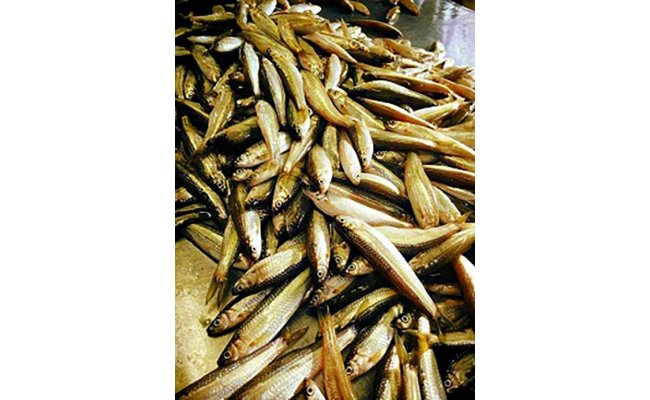 【琵琶湖に感謝！鮮・技・美味！　琵琶湖産　天然本もろこ使用】酢もろこ（本もろこ酢漬）　【D016W】