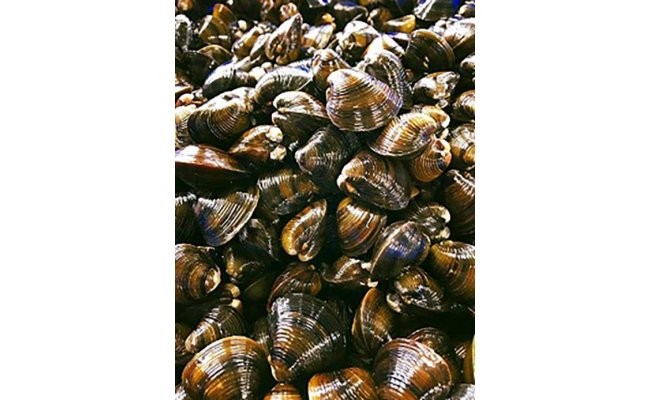 【琵琶湖に感謝！滋味香る！】　琵琶湖産　天然瀬田シジミ　3kgパック【D018W】