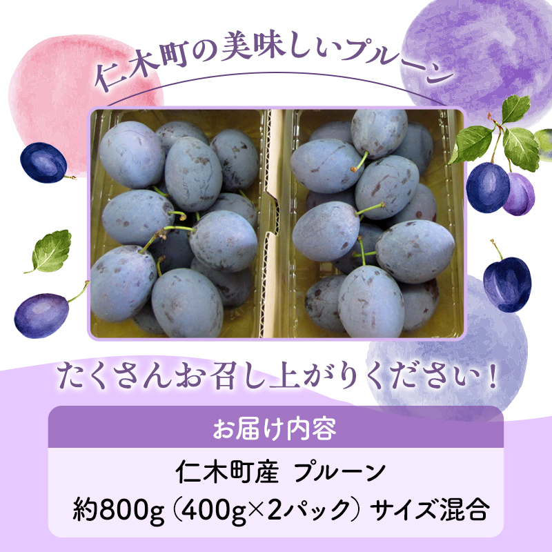[先行受付] 北海道仁木町産 プルーン 800g ( サンプルーン ) 厳選品 果物 フルーツ 国産 高糖度 ほどよい酸味 北海道産プルーン 国産プルーン [松山商店]