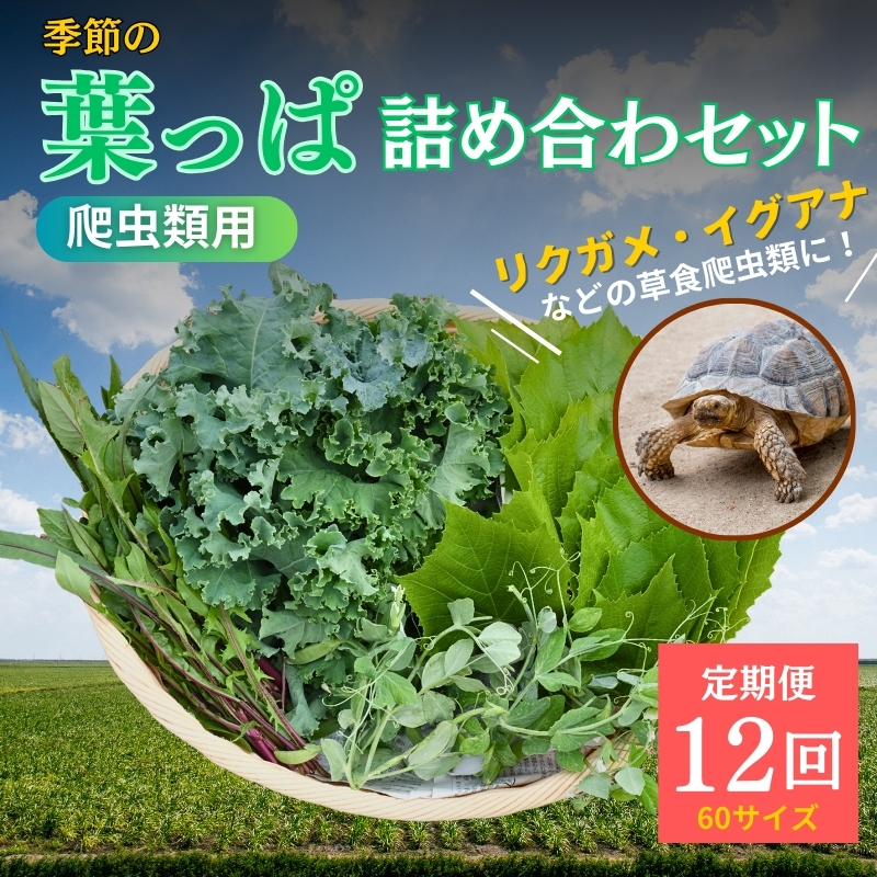 【京都府南丹市】【爬虫類用】季節の葉っぱ詰め合わせ【60サイズ12回コース】