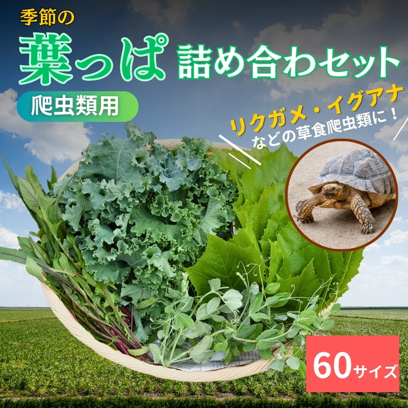 ys{Oszy঒ޗpzG߂̗tϋlߍ킹y60TCYz
