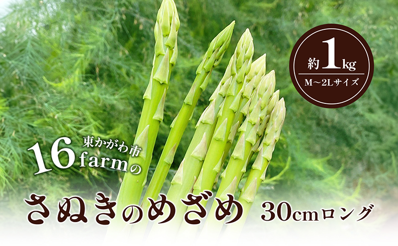 y쌧sz16farm̃AXpuʂ̂߂30cmOvM`2LTCY1kg AXpKX ʂ̂߂ OAXp  ₳ VN 