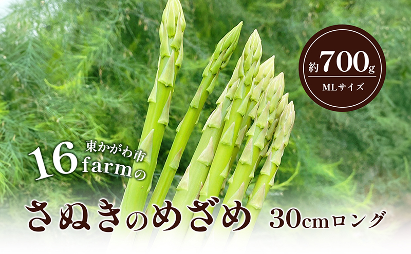 16farmのアスパラ「さぬきのめざめ30