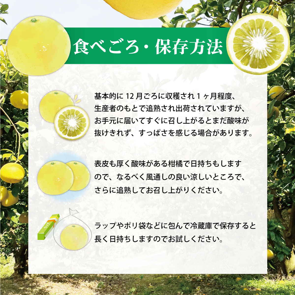 土佐文旦(ぶんたん) (小玉サイズ:M～L混合) 約5kg【株式会社とさ