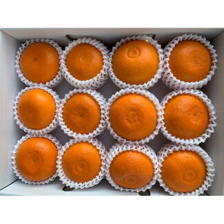 BF6048n_（2026年先行受付）完熟 せとか 赤秀 特選品 9～15玉 化粧箱