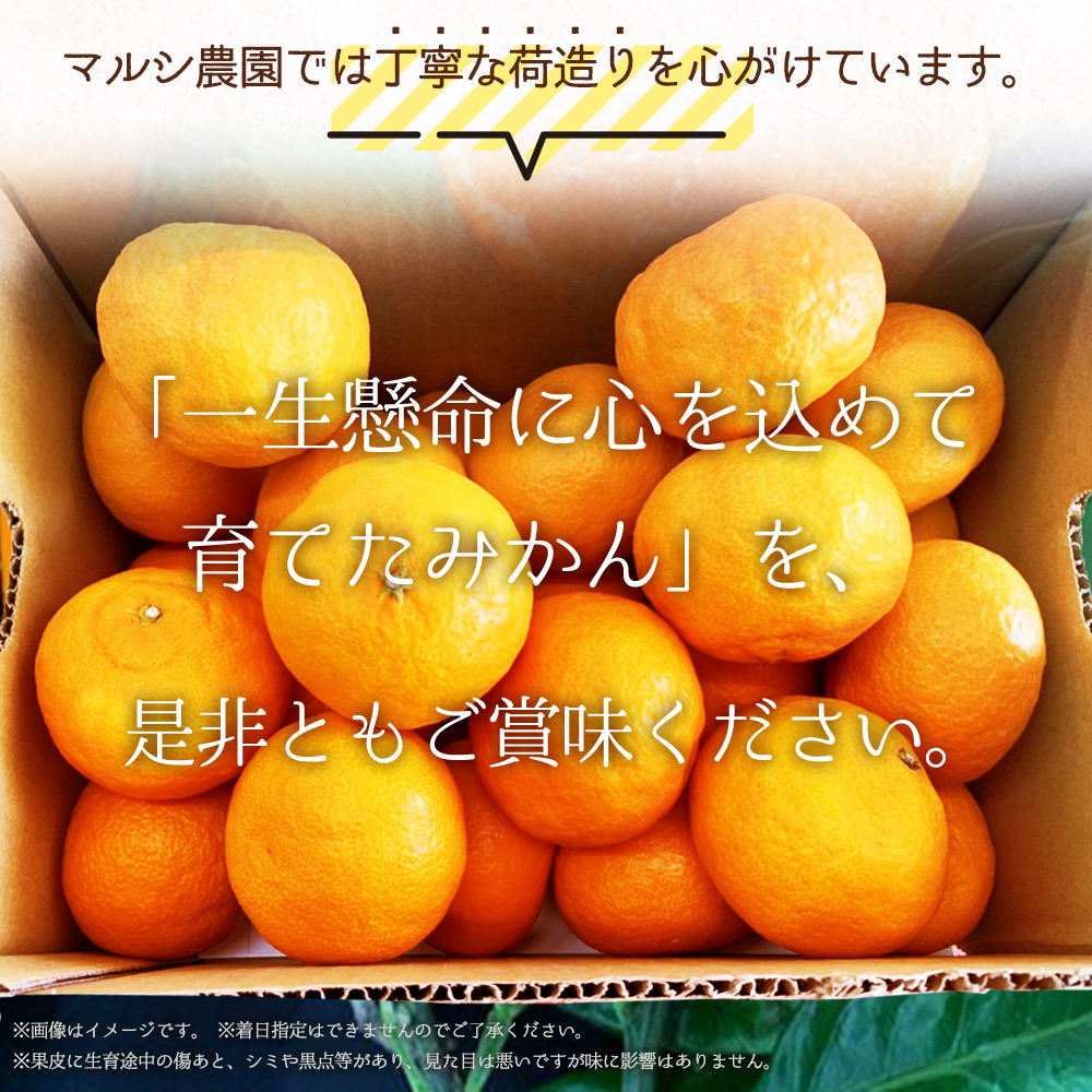 BF6048n_（2026年先行受付）完熟 せとか 赤秀 特選品 9～15玉 化粧箱