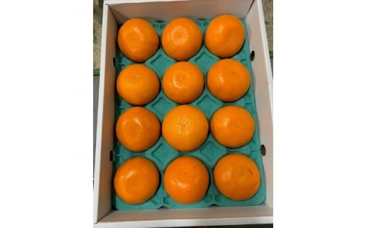 BF6049n_（2026年先行受付）完熟 せとか 青秀品 9～15玉 化粧箱