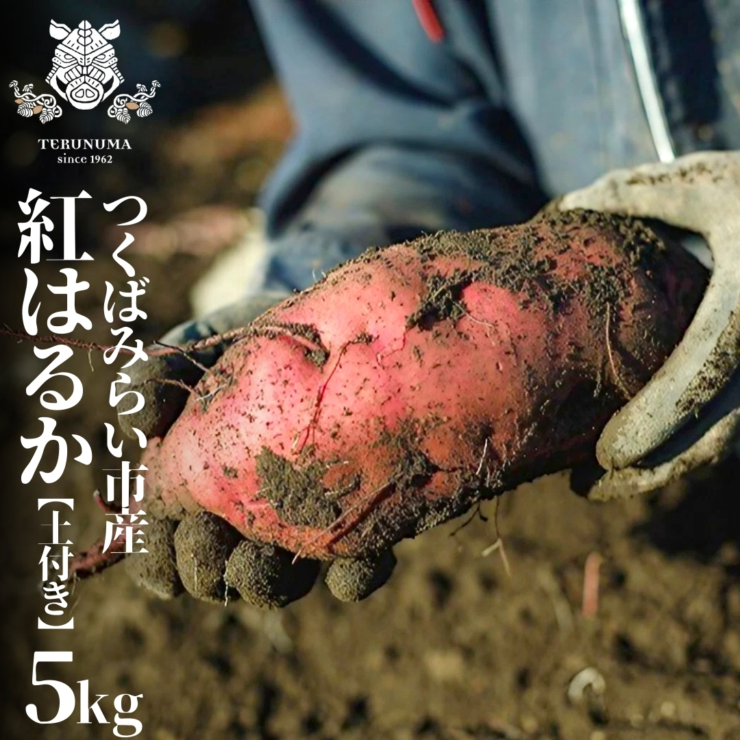つくばみらい市産 さつまいも 紅はるか 土付き5kg サイズ未選別