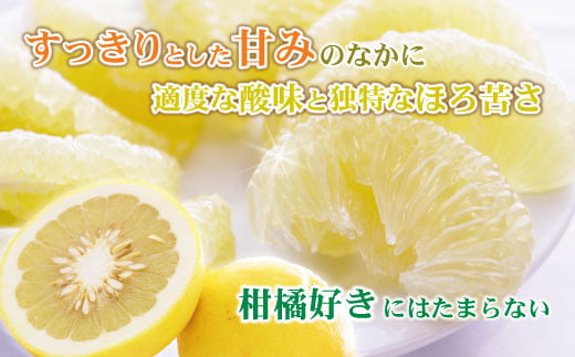 【訳あり】土佐文旦（ぶんたん）加工用（M～５Ｌ混合）約５ｋｇ【株式会社とさもん（土佐市）厳選】 文旦 5キロ 約8～15玉 ぶんたん ブンタン 柑橘 果物 フルーツ お取り寄せ おいしい