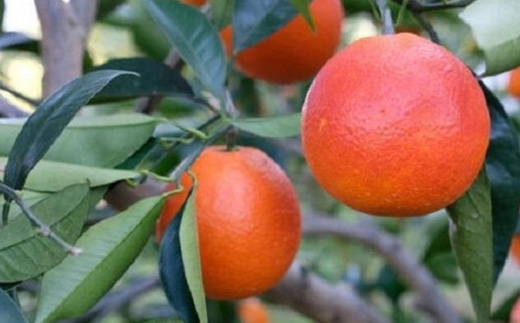 【希少・高級柑橘】国産濃厚ブラッドオレンジ「タロッコ種」約5kg ※2026年4月上旬～4月下旬頃に順次発送予定