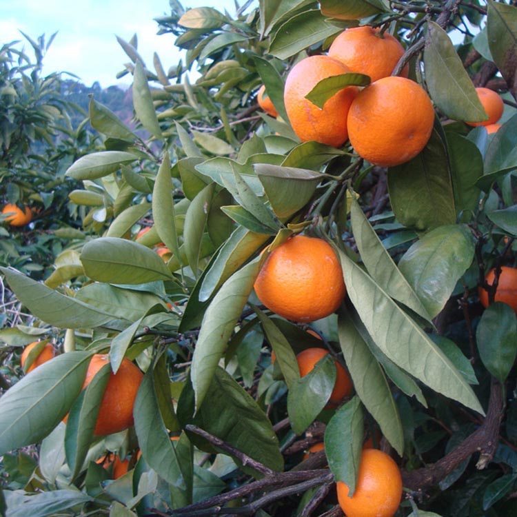 ＼光センサー選別／こだわりの完熟有田みかん 5kg＋250g(傷み補償分)【ご家庭用】サイズ混合 有機質肥料100% ｜ みかん 有田みかん 温州みかん ミカン 温州ミカン 柑橘 温州 甘い コク 産地直送◇※2025年11月中旬～2026年1月上旬頃に順次発送予定 ※北海道・沖縄・離島への配送不可