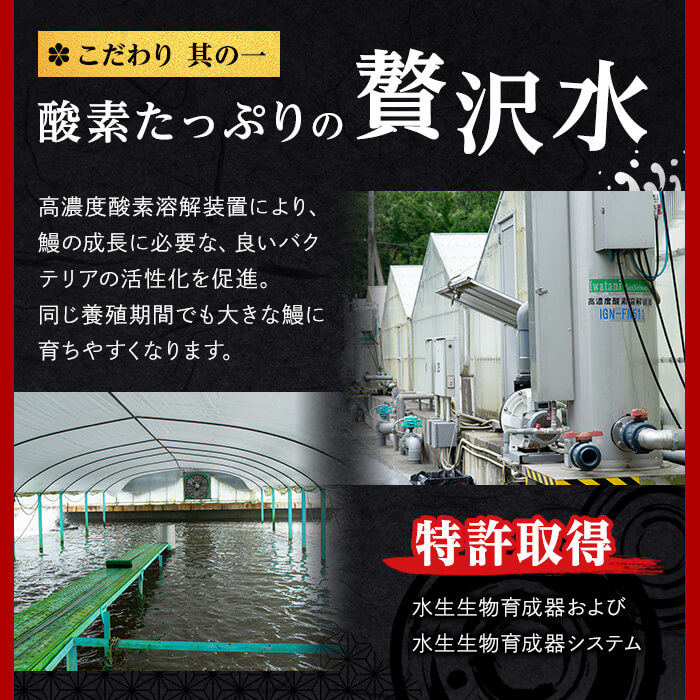 鹿児島県志布志市のふるさと納税 【志布志市制20周年記念】日ノ本一の鰻の蒲焼き＜大＞1尾(約190g以上) a2-116