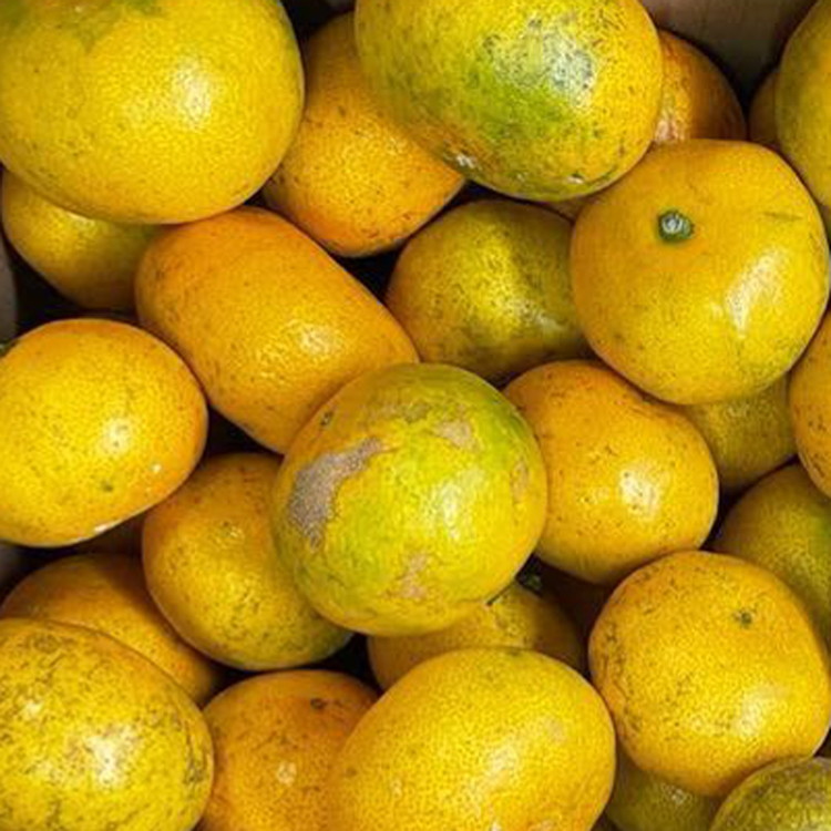 【訳あり】有田みかん 7.5kg | 農家直送 訳あり ご家庭用 サイズ混合 光センサー選別 温州みかん みかん 訳あり わけあり 家庭用  ※2025年11月中旬～12月下旬頃に順次発送予定 ※北海道・沖縄・離島への配送不可