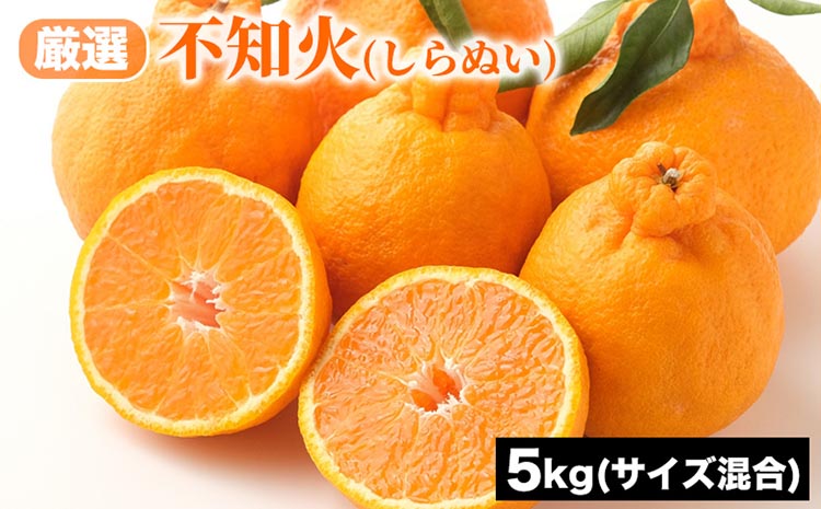 厳選 不知火 (しらぬい) サイズ混合 5kg | みかん 柑橘 和歌山 みかん 不知火 しらぬい 厳選 フルーツ 果物 5kg ※2026年1月下旬～3月下旬頃に順次発送予定