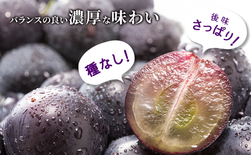 【令和8年産】ブラックビート 2～3房 セット  ぶどう 種無し 皮ごと 兵庫県産 大粒 農家直送 果物 果物類 フルーツ デザート ブドウ 詰め合わせ 甘い 粒 糖度 巨峰 