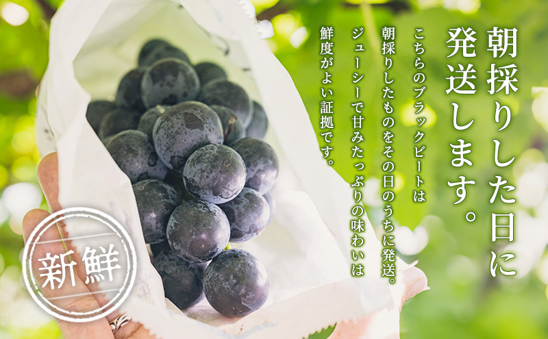 【令和8年産】ブラックビート 2～3房 セット  ぶどう 種無し 皮ごと 兵庫県産 大粒 農家直送 果物 果物類 フルーツ デザート ブドウ 詰め合わせ 甘い 粒 糖度 巨峰 