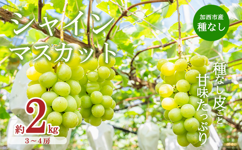 【令和8年産】シャインマスカット 3～4房 セット 約2kg ぶどう 種無し 皮ごと 兵庫県産 大粒 農家直送 果物 果物類 フルーツ デザート ブドウ 詰め合わせ 甘い 粒 糖度 