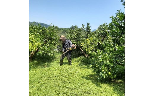 土佐水谷農園の露地土佐文旦 家庭用約3キロ 3kg 大小混合