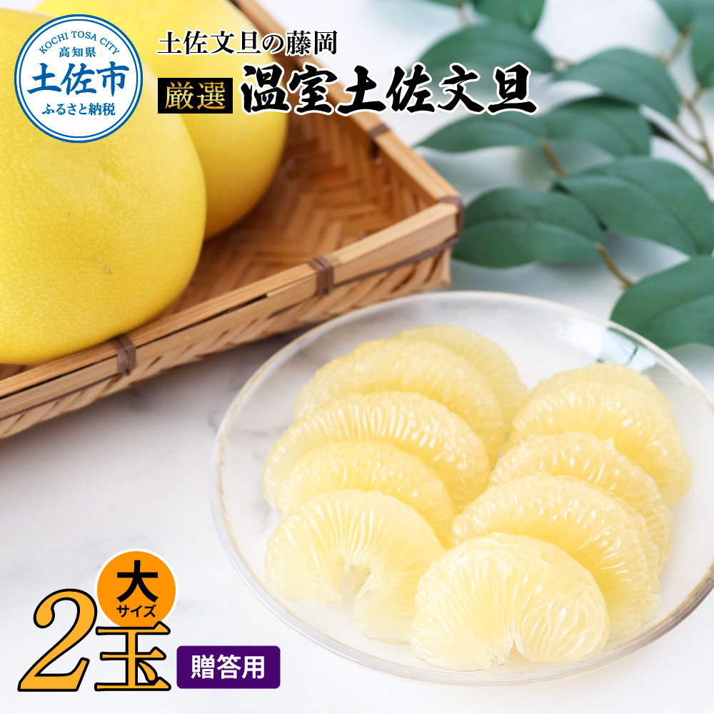 厳選 温室土佐文旦 贈答用木箱入り 大玉 2玉 約600g×2個 ぶんたん ブンタン フルーツ 柑橘 みかん 果物 くだもの 土佐文旦の藤岡 旬 プレゼント ギフト 贈答 贈り物 お歳暮