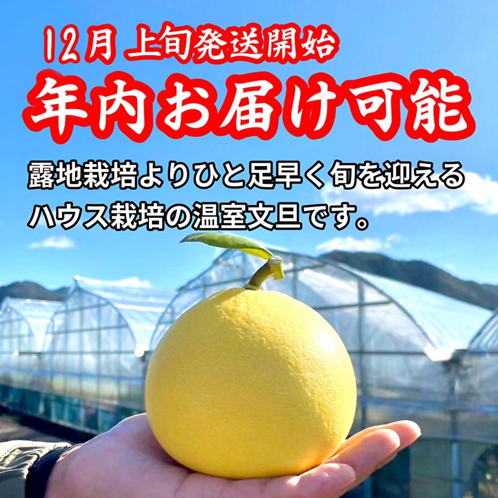 厳選 温室土佐文旦 贈答用木箱入り 大玉 2玉 約600g×2個 ぶんたん ブンタン フルーツ 柑橘 みかん 果物 くだもの 土佐文旦の藤岡 旬 プレゼント ギフト 贈答 贈り物 お歳暮