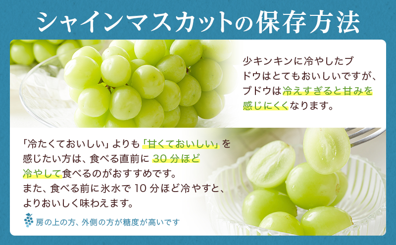 ぶどう 2026年 先行予約 シャイン マスカット 晴王 3房～6房 約2kg 8月下旬～11月下旬発送 ブドウ 葡萄 岡山県産 国産 フルーツ 果物 ギフト 