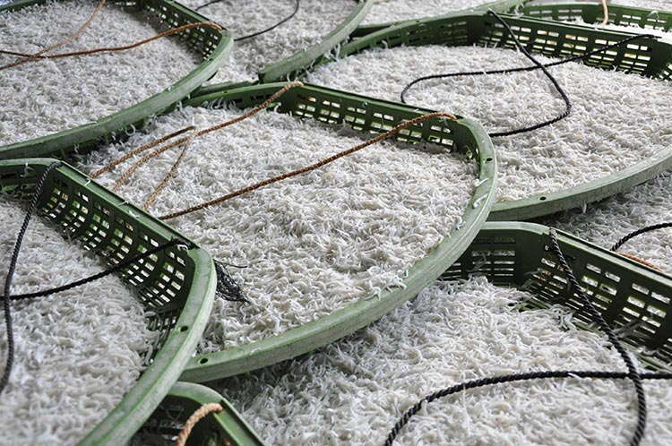 ふるさと特鮮釜揚げしらす 250g×2セット【家庭用パック】｜しらす 魚 鮮魚 減塩 採れたて 国産 お米 ご飯 ごはん  丼 ※北海道・沖縄・離島へのお届け不可 ※年末年始のお届け不可