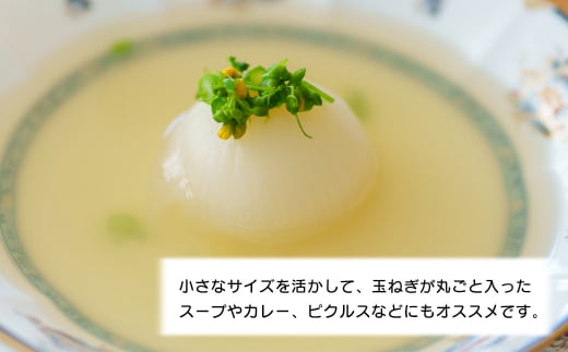 【訳あり】小さな淡路島たまねぎ 2Sサイズ 10kg　　[玉ねぎ 産地直送 玉葱]